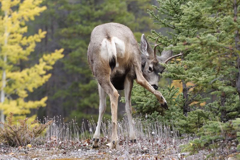 IMAGE: http://i240.photobucket.com/albums/ff101/aximrocks/IMG_2182.jpg