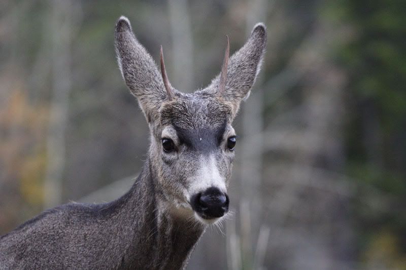 IMAGE: http://i240.photobucket.com/albums/ff101/aximrocks/IMG_2787.jpg