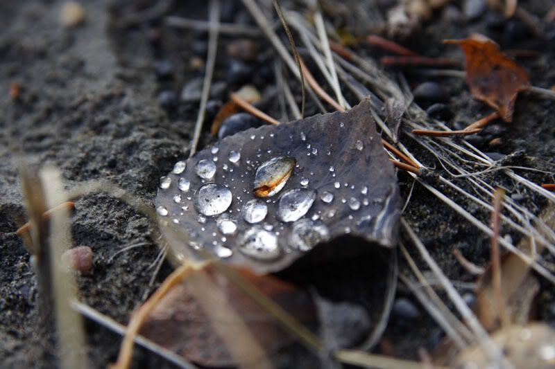 IMAGE: http://i240.photobucket.com/albums/ff101/aximrocks/IMG_3105.jpg