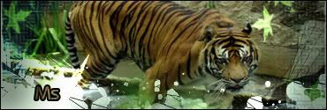 TigerTag2.jpg