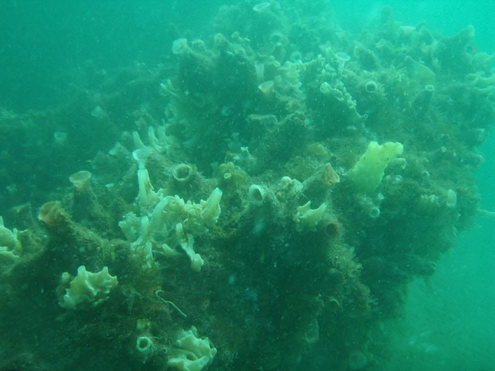 Sngerler (Porifera)