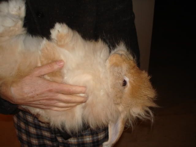 http://i240.photobucket.com/albums/ff111/cheltenhamcottage/DSC02280.jpg