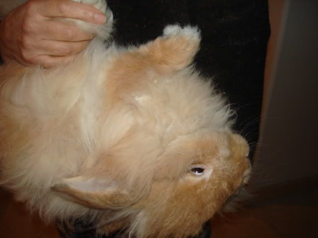 http://i240.photobucket.com/albums/ff111/cheltenhamcottage/DSC02282.jpg