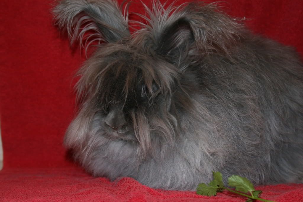 http://i240.photobucket.com/albums/ff111/cheltenhamcottage/IMG_1574.jpg