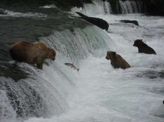 brown-bear-salmon-fishing.jpg