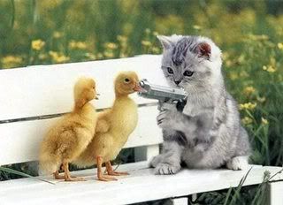 cat_ducks.jpg