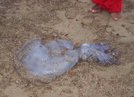 agua agua