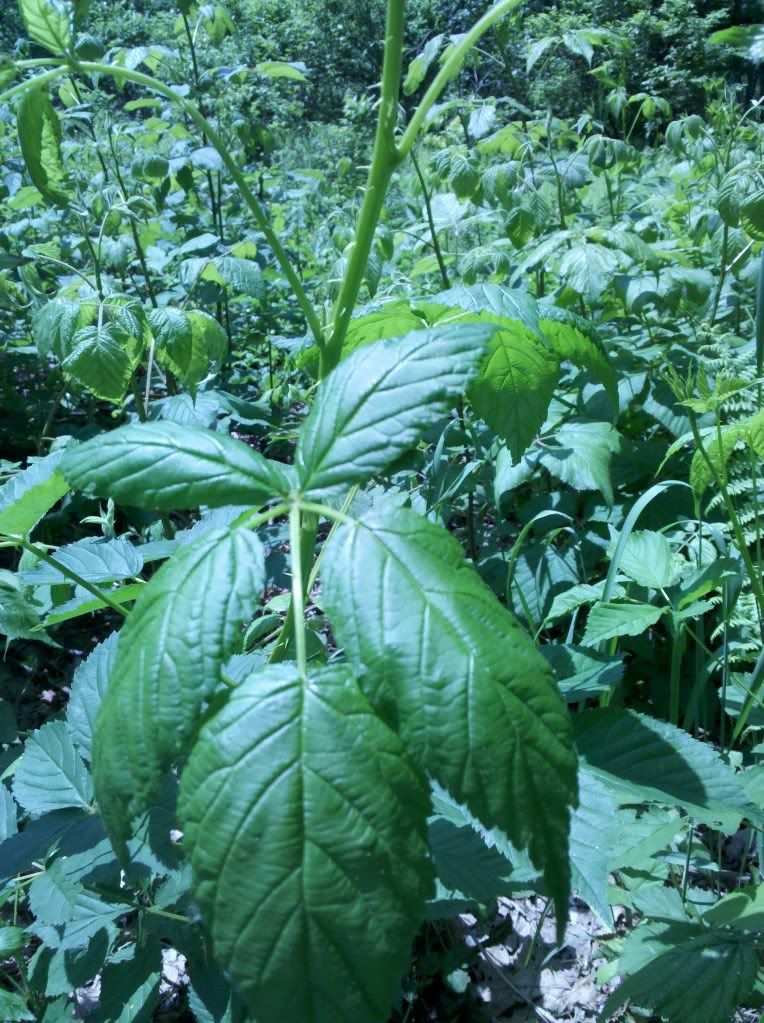 Thorny+Weeds Thorny weed identification - Weeds Forum - GardenWeb