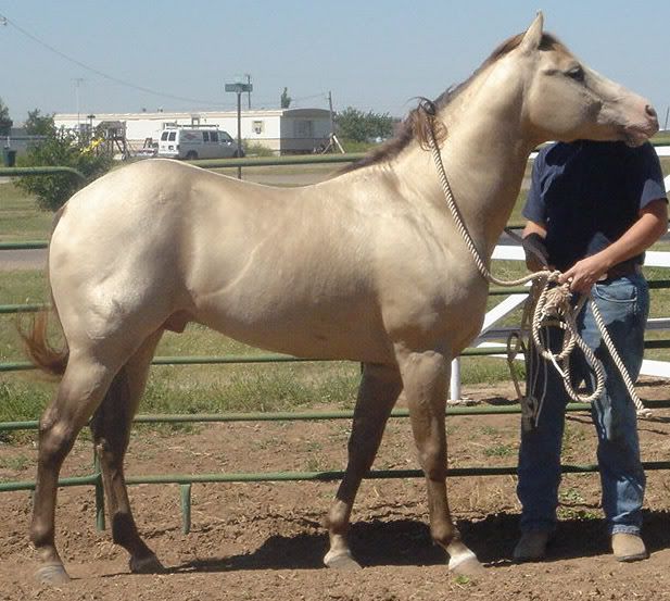 Sabino Quarter Horse