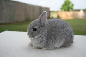 Cesar Our Netherland Dwarf Rabbit Pictures, Images and Photos