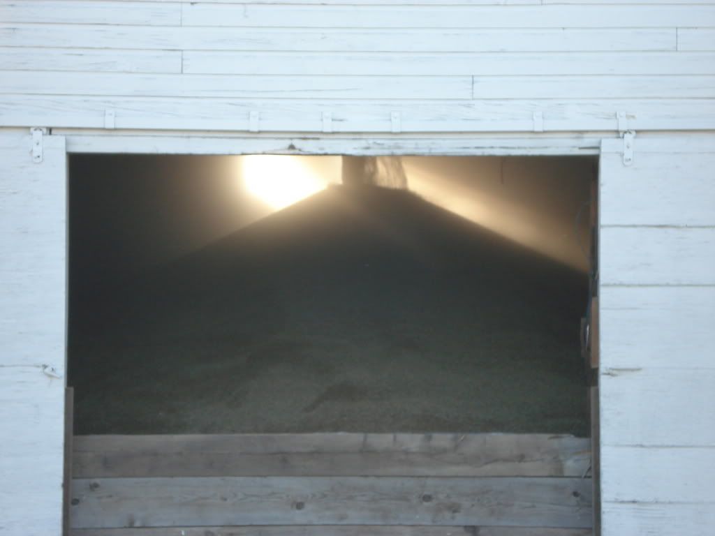 loading wheat into quonset