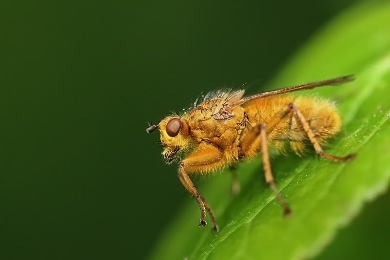 Fotografie
