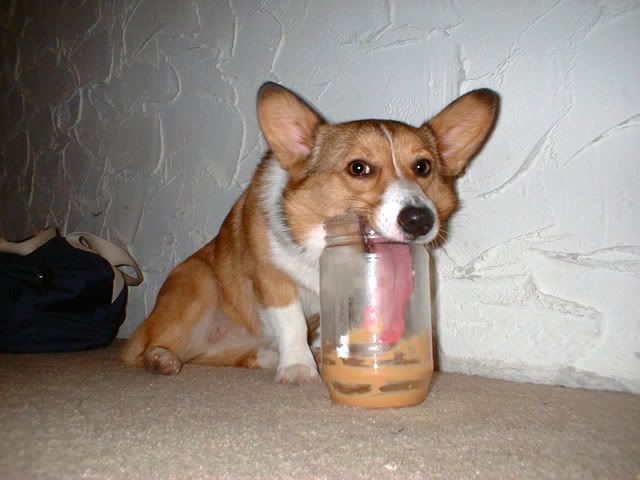 Corgi Lobster Costume