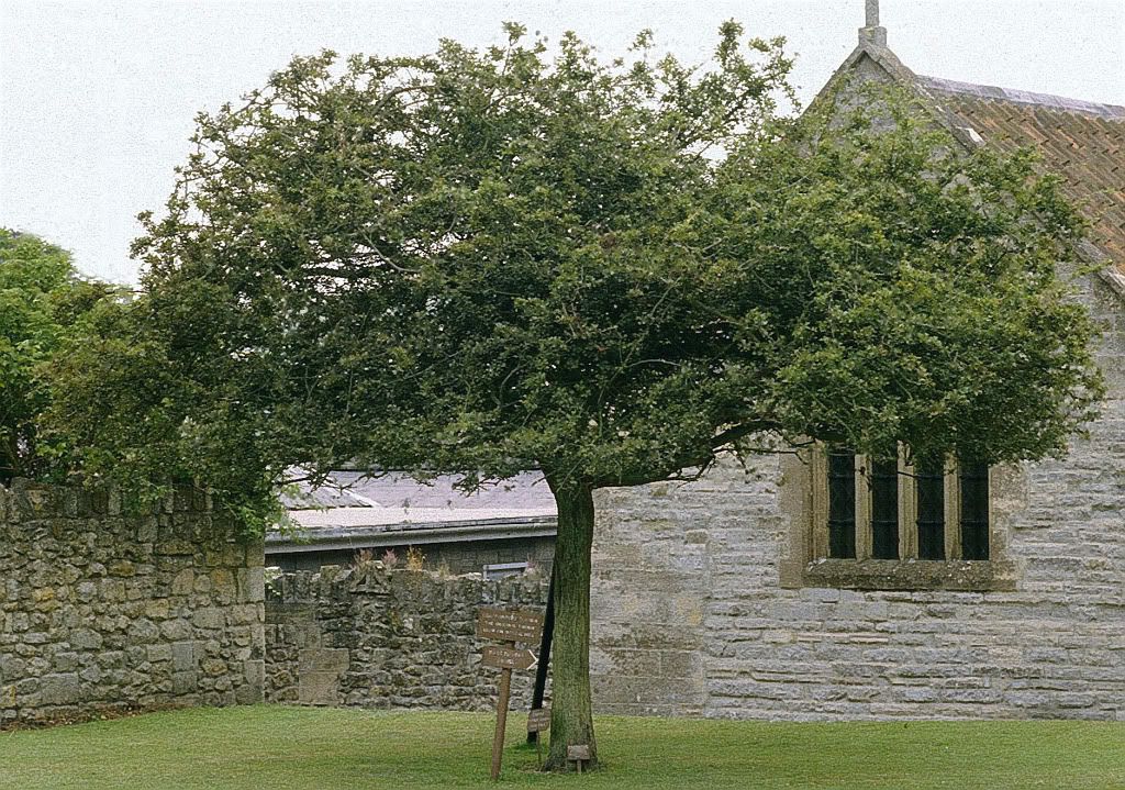 Holy Thorn in the grounds of Glastonbury Abbey