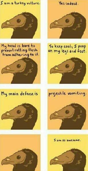 TURKEYVULTURE.jpg