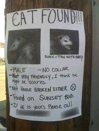 CATFOUND.jpg