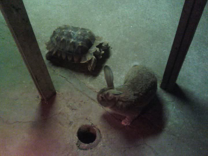 tortoiseandhare.jpg