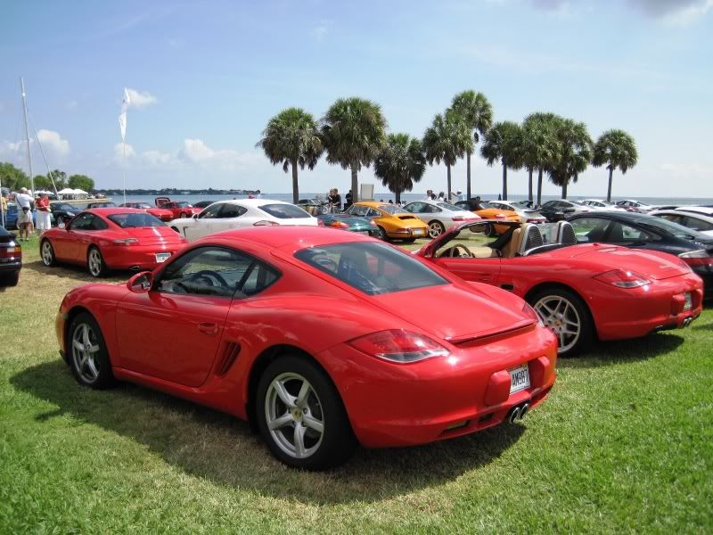 StPeteCaymans.jpg