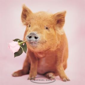 Pig With Rose
