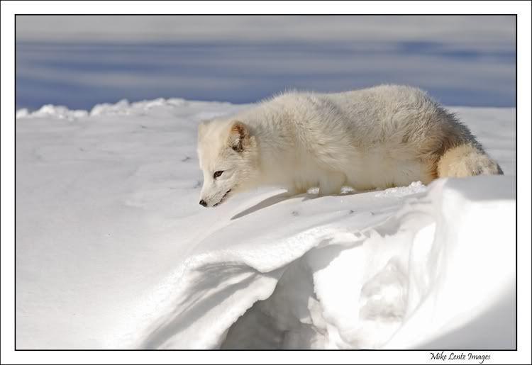 Лиса из Арктики (6 фото)