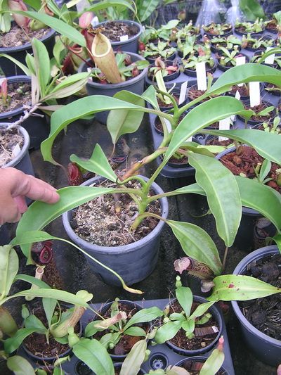 Nepenthes maxima x boschiana