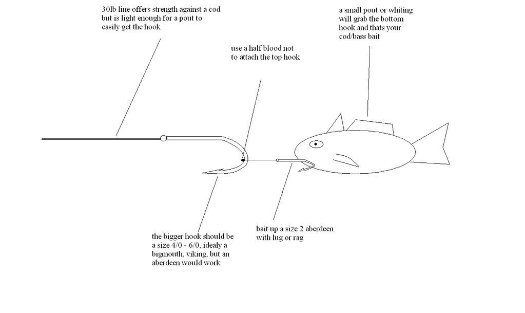 Live bait - how to hook?  World Sea Fishing Forums