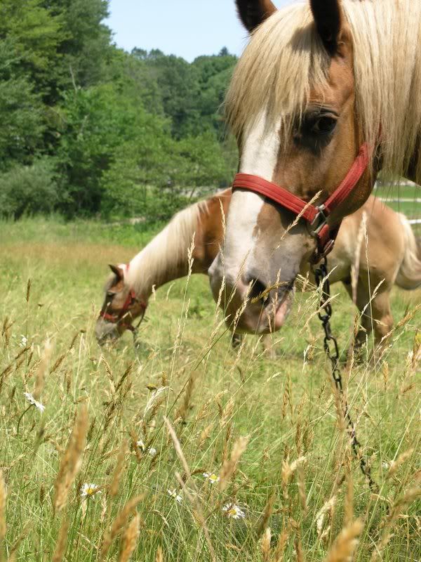 Ironstone Farm Horsemanship Course Begins June 24th