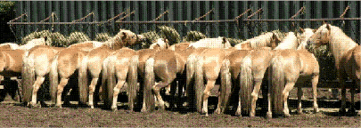 Horse Rumps