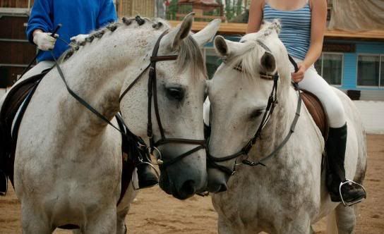 farochson.jpg Macho och Calle picture by laggars