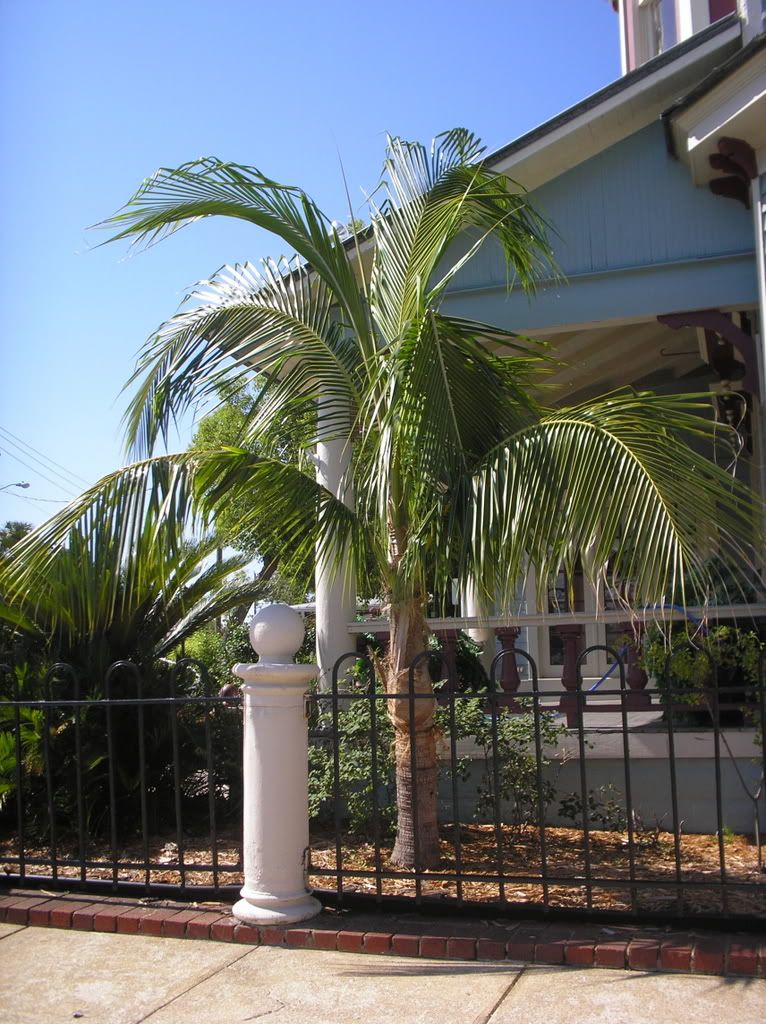 Coconut in St. Augustine