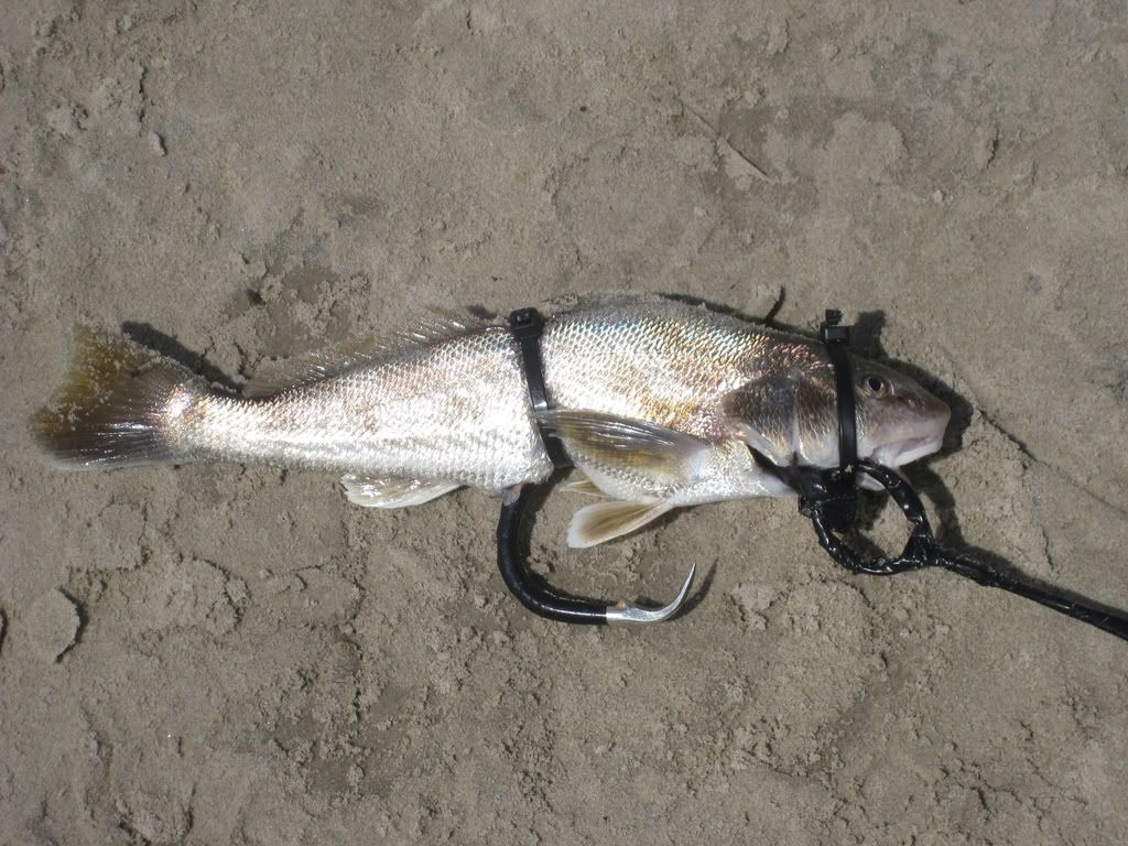 Best casted shark bait? TEXAS SHARK FISHING
