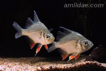 Ikan Giant Glass Fish (Parambassis Gulliveri)