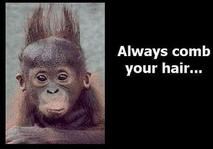Monkey always comb your hair