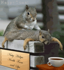 squirrels giving back massage