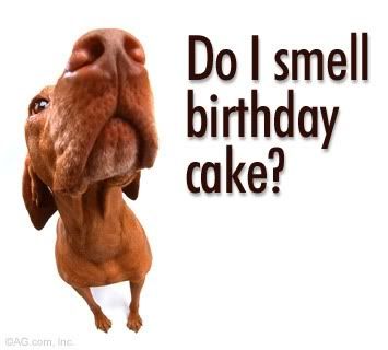 dog do i smell birthday cake