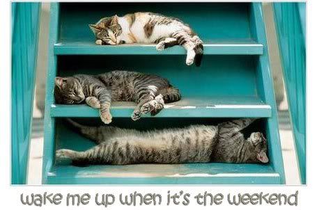 cats wake me up when it's the weekend