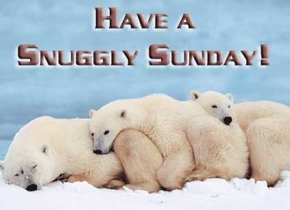 have a snuggly sunday polar bears