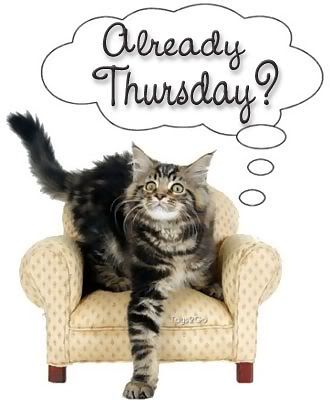 already thursday cat