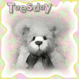 tuesday teddy bear