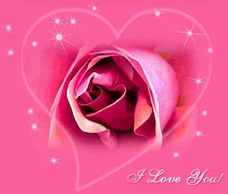 I Love You Rose. pink rose i love you