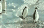penguin knocks penguin through ice
