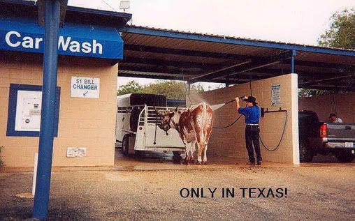texas car wash - man cleans his cow