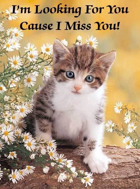 Missing You Comments I Miss You Comment Graphics Missing You Glitter Graphics Miss You Codes For Myspace Orkut Friendster Multiply Hi5 Websites Blogs