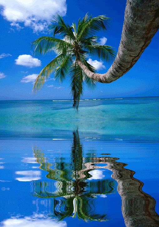 palm tree over moving water