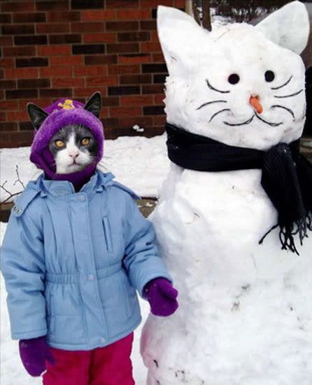 cat with snowcat