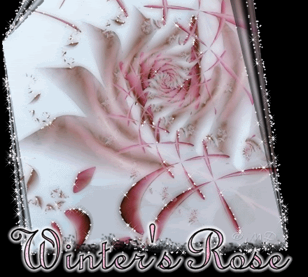 winter's rose