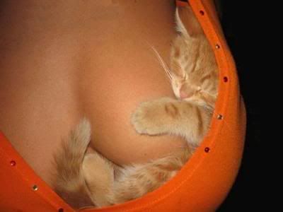 cat sleeping on woman's boob