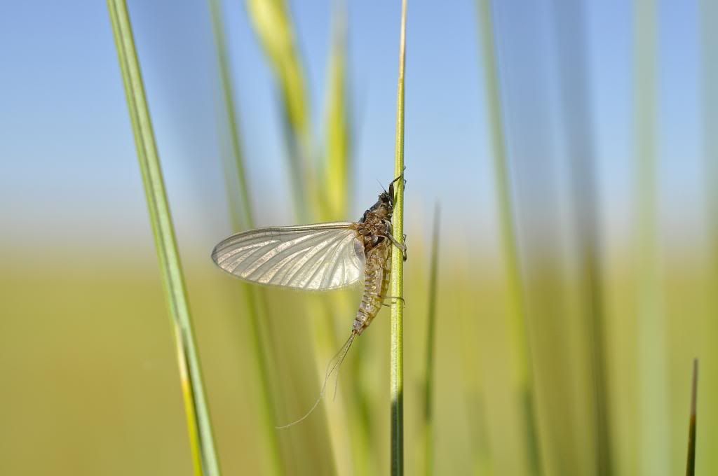 Kleis's Back To Basics "Bug Parts The Adult Mayfly"