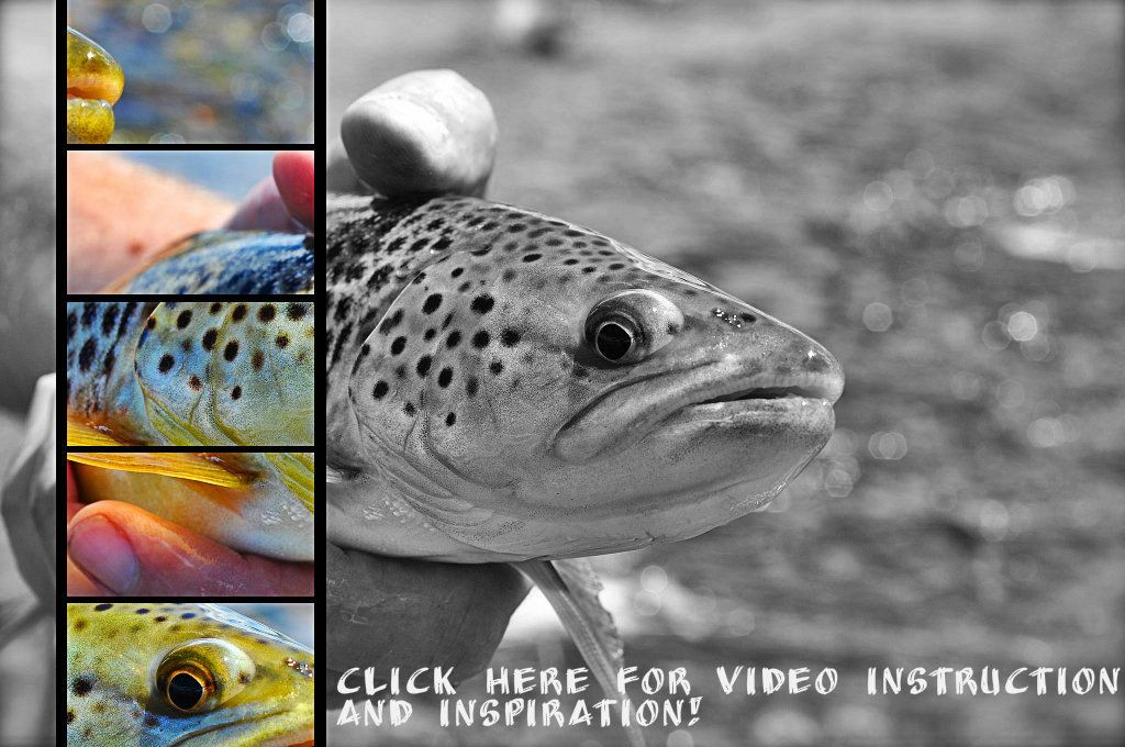 Short Films and Fishing Instructional Videos