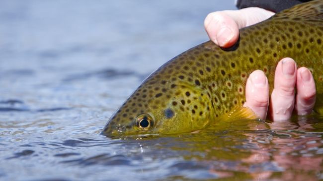 Gazette Article - How To Properly Handle Trout!